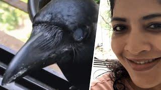 Woman opens cafe for special needs crows