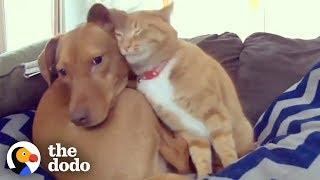 Zuneigung ist alles was zählt im Leben - Hund und Katz beste Freunde