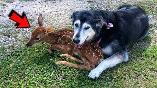 Dog adopted injured baby fawn that was found motionless in the yard