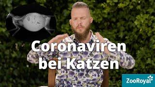 Coronaviren bei Katzen | Tierarzt Tacheles mit Sebastian Goßmann-Jonigkeit | ZooRoyal