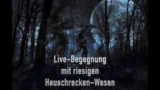 Live-Begegnung mit riesigen Heuschrecken-Wesen / Augenzeugenbericht (13.10.2019)