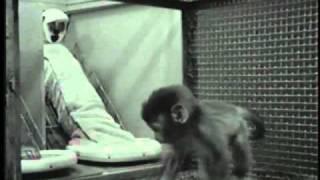 Harlow's Studies on Dependency in Monkeys
