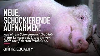 Verbrechen an Wehrlosen - Die Große Lüge - Schweinefarmen in Italien