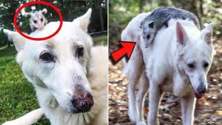 Dog Adopted Orphaned Opossum Years Ago And Still Carries Him Wherever She Goes