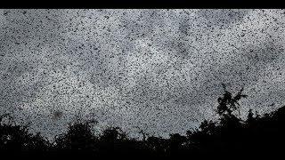 Massive Plague of Billions of Locusts Threatens To Create Horrific End-Times Famine Across Africa