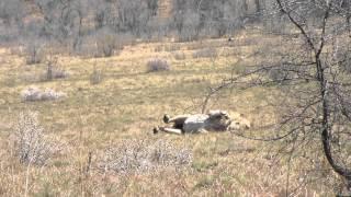 Lion has seizure after chasing wildebeest.