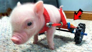 This tiny pig on wheelchair was rescued from euthanasia and adopted as a pet