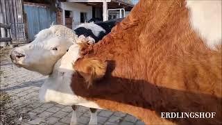 Eine innige Liebesbeziehung - Rinder sind zu tiefen Gefühlen fähig