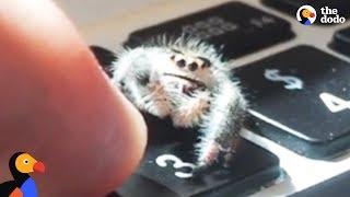 Du kannst mit jedem Wesen Freundschaft haben -Adorable Spider Gives Dad High Fives