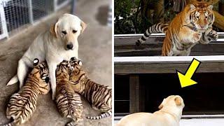 Der Hund zog 3 Tigerbabys auf, aber 2 Jahre später geschah etwas Schockierendes!