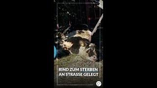 BRD 2021 -  Fleischindustrie - Untätige Veterinäre - Krankes Rind zum Sterben an die Straße gelegt