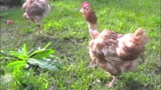 Freiheit und Liebe ist alles was zählt im Leben - Hühner aus KZ befreit