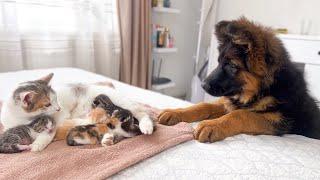 German Shepherd Puppy Meets Mom Cat with Newborn Kittens for the First Time
