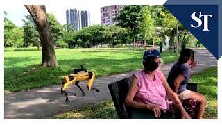 Spot robot patrolling Bishan-Ang Mo Kio Park | The Straits Times