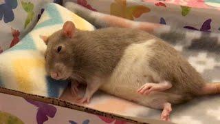 Was für ein Ratten-Leben
