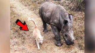 Orphaned Baby rhino was adopted by a cat and now they friendship shocking everyone