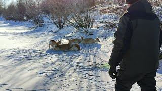 Tierrettung - Schnee auf Eis wird zur tödichen Falle für Huftiere