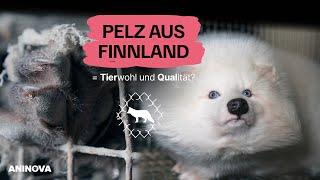 Under-Cover:  Pelz aus Finnland: Tierwohl und Qualität?