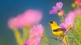 In Freiheit zu leben - ein Stück heile Vogelwelt mit Musik unterlegt