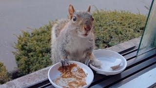 Das Eichhörnchen Ellie hat Sorgen und Nöte und großen Hunger