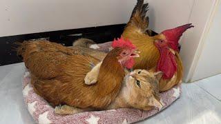 The lovely cat hugs the hen to sleep for fear that the hen will run away!The rooster is puzzled
