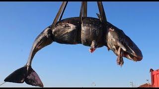 Das Tiersterben geht weiter: Dieser tote Wal hat 22 Kilo Plastik im Bauch