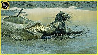 Extreme Battle Crocodile VS Big Cat | Crocodile Eats Big Cats