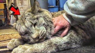 This wolf-size lynx has a special bond with the woman who raised it