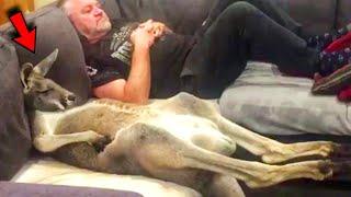 Rescued kangaroo loves to lie and watch tv on the couch with his owner