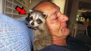 Raccoon Refused To Leave The Man Who Saved And Raised Him In His Home