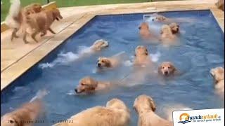 Hunde sind wie Kinder - Springen, plantschen, schwimmen: Die Golden Retriever Poolparty ???? ???? Po