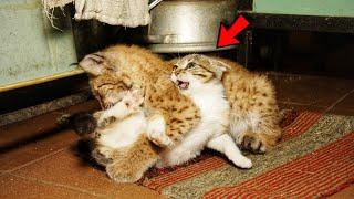 Abandoned lynx made friends with a cat! Now their friendship shocks everyone