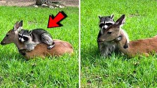 Rescued Baby Raccoon And Orphan Fawn Grow Together And Love To Cuddle And Play