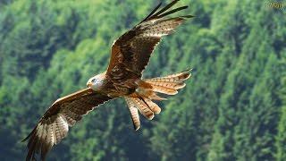 FLY LIKE AN EAGLE - Native American Song (Voar Como Águia - legenda PT)
