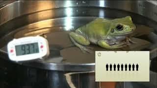 Causa: Frosch im kochenden Wasser
