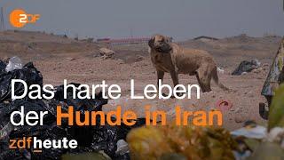 Hunde werden nicht geachtet - Unterwegs mit dem Tierretter in Iran