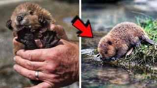 Baby beaver found abandoned in the grass! He lay alone and did not move
