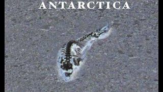 Antarctica Melting Ice MAY have revealed ANCIENT skeletal remains fully INTACT! Rare find