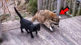 Blind Raccoon Saves The Lives Of Two Stray Kittens And Finds Them A Home