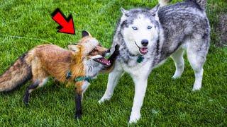Fox cub grew up with dog in the same house! Now they are inseparable