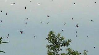 BRAZIL SKY COVERED IN SPIDERS! THIS IS SURE TO MAKE YOUR SKIN CRAWL!