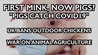 Pigs Catch COVID - UK Bans Free Range Chickens! - War on Meat / Animal Ag