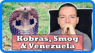 Kobras, Smog & Venezuela - 3 Beispiele für ungewollte Konsequenzen