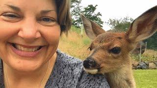Lone baby deer asked a family for help. Their response might surprise you.