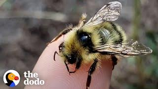 90 Millionen Bienen gerettet 