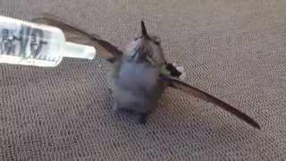 Mann rettet sterbenden Kolibri