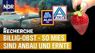 Billiges Obst bei Aldi: Das grausame Geschäft mit den Erdbeeren | die RECHERCHE: Inside Aldi | NDR