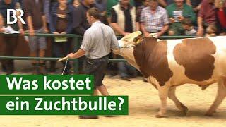 Besamungsstation kauft teuersten Fleckvieh-Zuchtbullen bei Auktion | Unser Land | Stier | BR