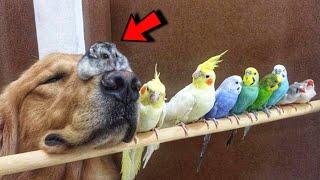 Dog Falls In Love With Tiny Hamster And 8 Birds He Grew Up With As A Puppy