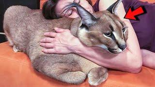 Family Adopt a Baby Caracal From a Shelter And His Grew To The Size Of a Wolf